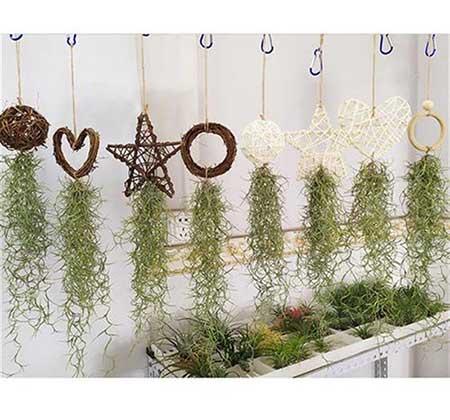 比较好养的花草有哪些