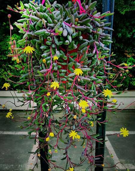 比较好养的花草有哪些