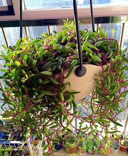 比较好养的花草有哪些