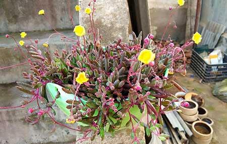 比较好养的花草有哪些