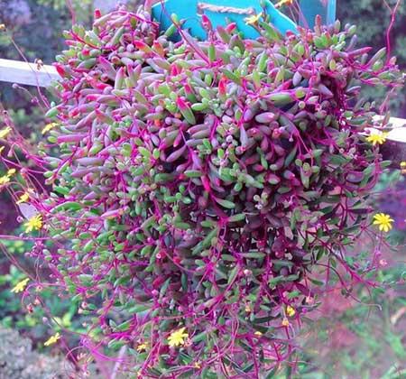 比较好养的花草有哪些