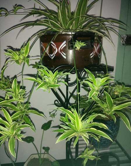 比较好养的花草有哪些