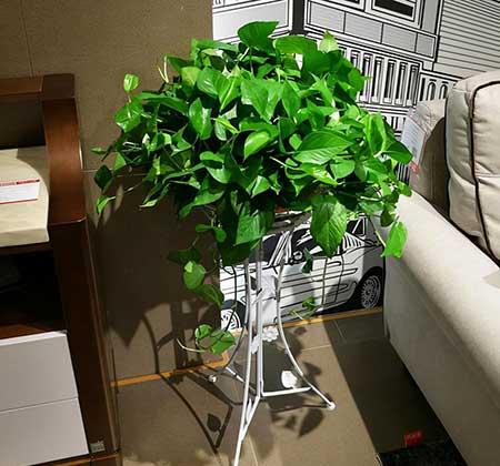 比较好养的花草有哪些