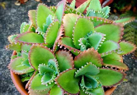 比较好养的花草有哪些