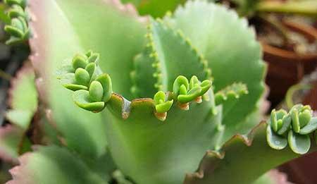 比较好养的花草有哪些