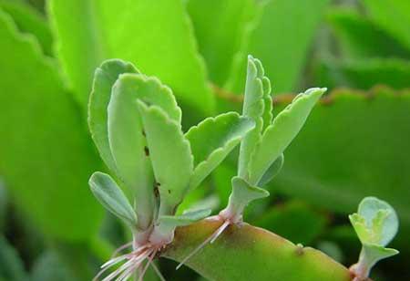 比较好养的花草有哪些