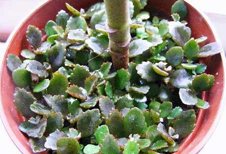 比较好养的花草有哪些