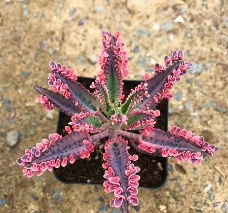 比较好养的花草有哪些