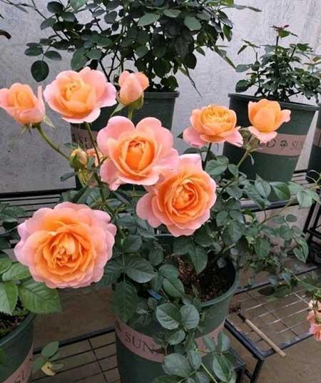 北方夏天适合养什么花