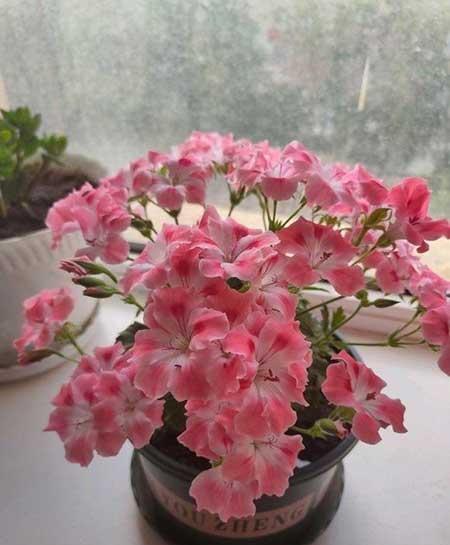 北方夏天适合养什么花