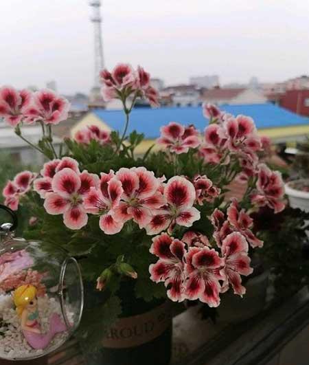 北方夏天适合养什么花