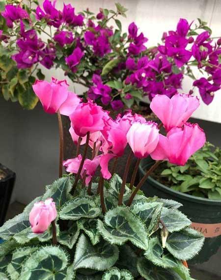 北方夏天适合养什么花