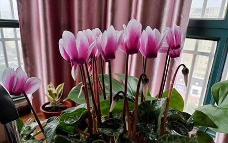 北方夏天适合养什么花