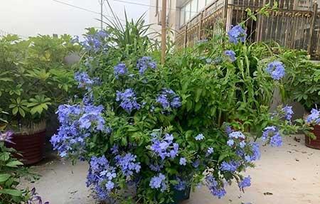 北方夏天适合养什么花