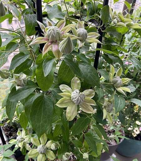 北方夏天适合养什么花