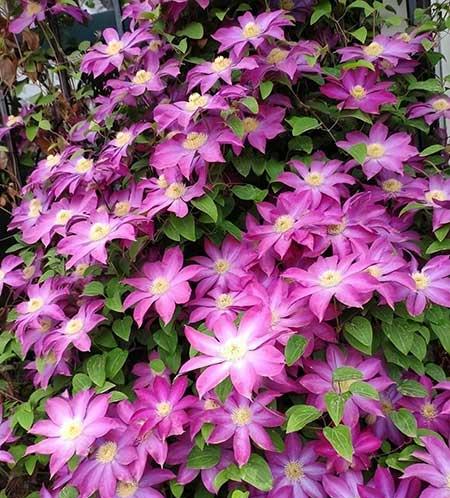 北方夏天适合养什么花