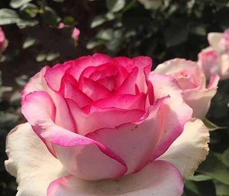 北方夏天适合养什么花