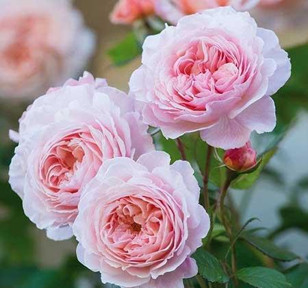 北方夏天适合养什么花