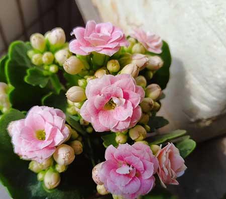 北方夏天适合养什么花