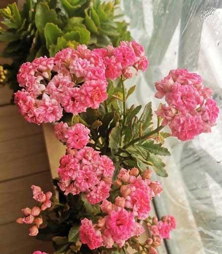 北方夏天适合养什么花