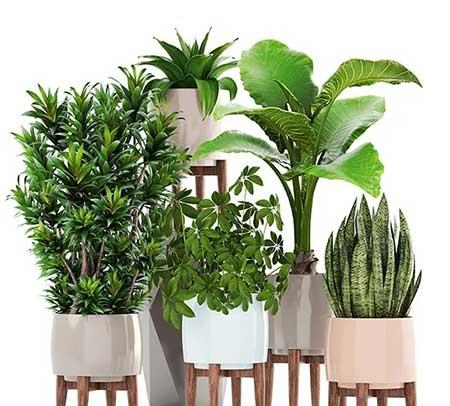 北方屋里适合养什么绿植