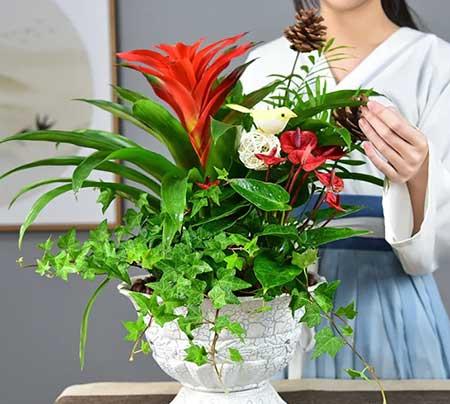 北方屋里适合养什么绿植