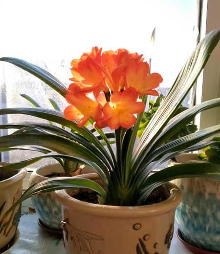 北方屋里适合养什么绿植