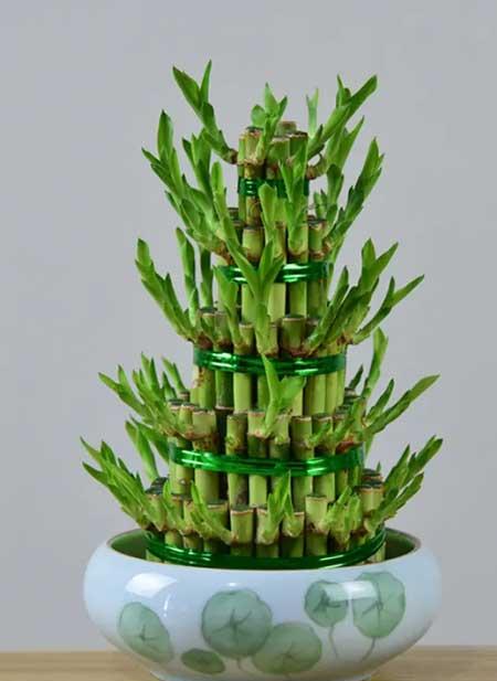 北方屋里适合养什么绿植