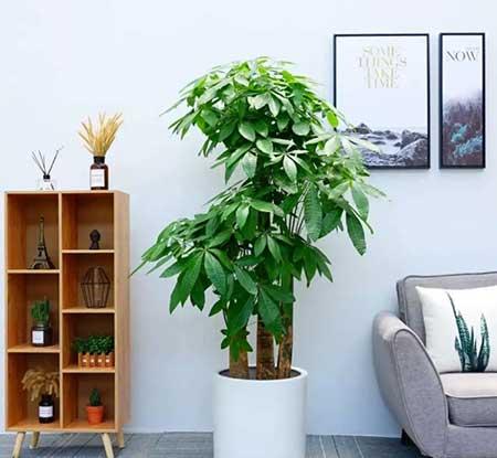 北方屋里适合养什么绿植