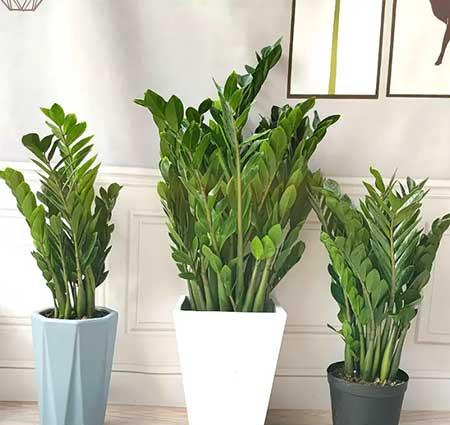 北方屋里适合养什么绿植