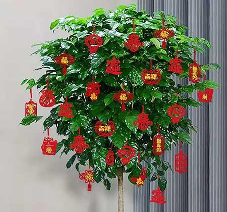 北方客厅养的高大植物