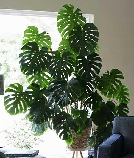 北方客厅养的高大植物