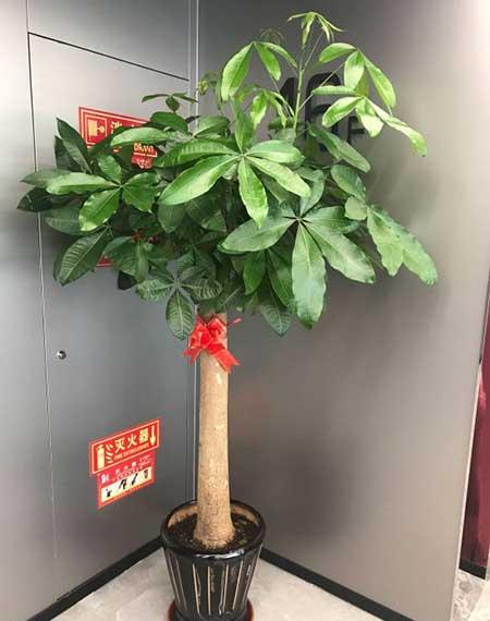 北方客厅养的高大植物