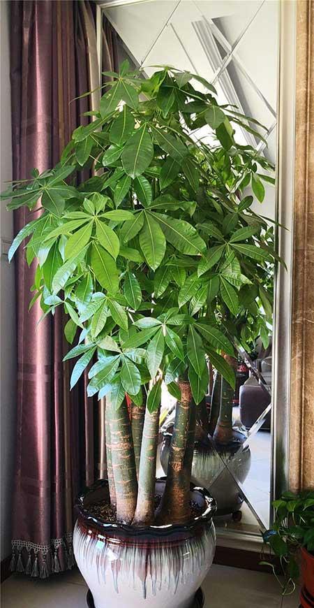 北方客厅养的高大植物