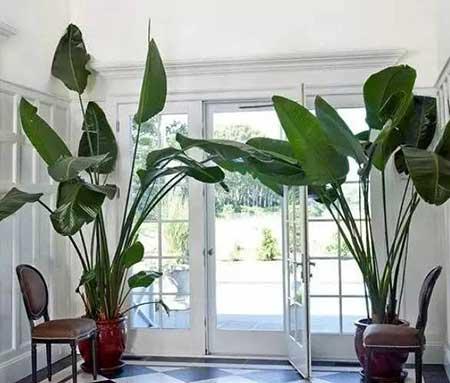 北方客厅养的高大植物