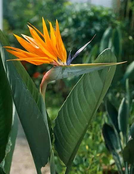 北方客厅养的高大植物