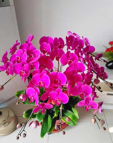 北方客厅养的高大植物