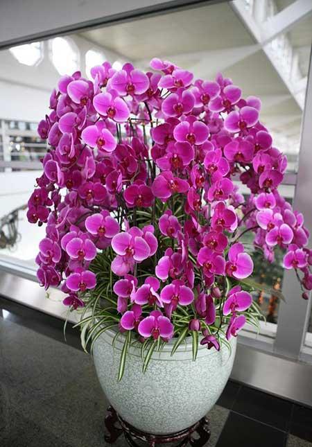 北方客厅养的高大植物