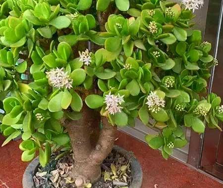 北方客厅养的高大植物