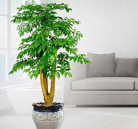 北方客厅养的高大植物