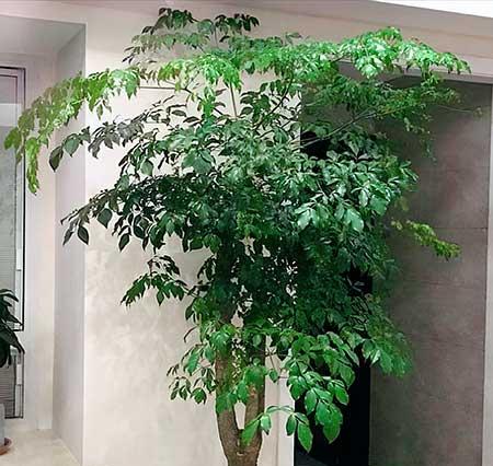 北方客厅养的高大植物