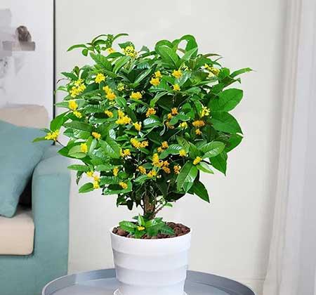 北方客厅养的高大植物