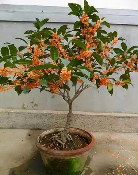 北方客厅养的高大植物