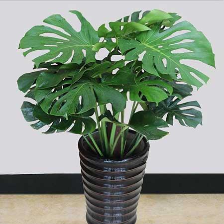 北方客厅养的高大植物