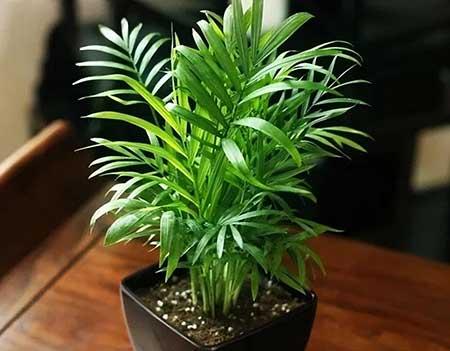 办公室最好养的花