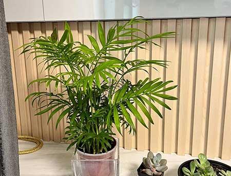 办公室最好养的花