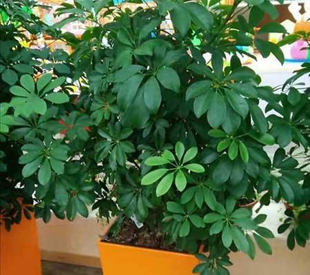 办公室最好养的花