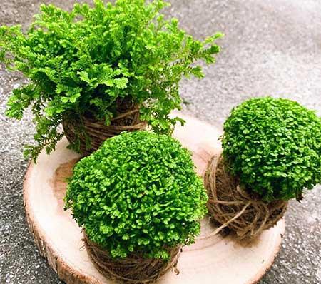 办公室最好养的花