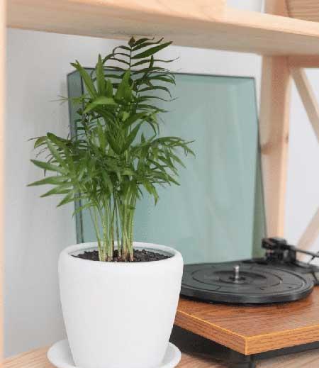 办公室应该养什么花