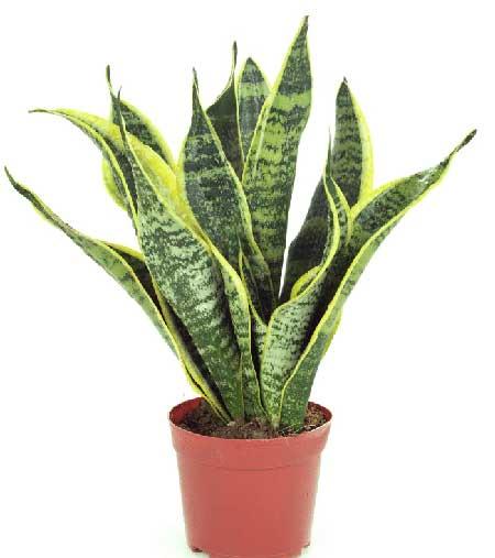 办公室应该养什么花